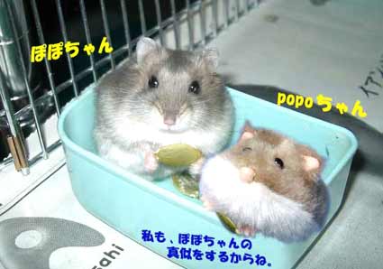 �ۂۂ�����popo�����