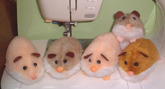purins