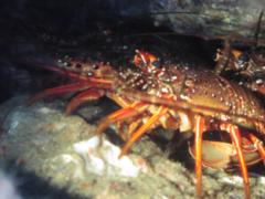 $B<+A38w$N0K@*%(%S(B