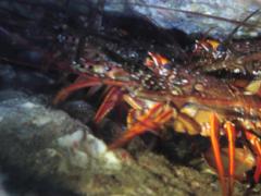 $BGr?'(BLED$B$G;#$C$?0K@*%(%S(B