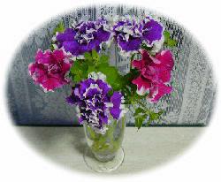 �s���N�Ǝ��̔��d�炫�T�t�B�j�A