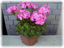 �[���j�E��