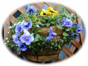 �o�R�o�ƃp���W�[�̃n���M���O