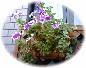 �y�`���j�A�ƃA�C�r�[�̃n���M���O