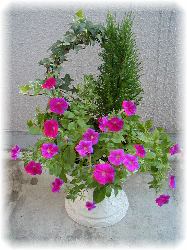 �A�C�r�[�C�S�[���h�N���X�g�C�T�t�B�j�A�̊񂹐A��