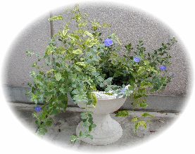 �A�����J���u���[�C�����i�X�Ȃ̉Ԃ��炭(�͂��H��)�A��