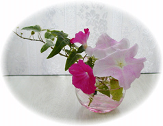 �y�`���j�A�C�T�t�B�j�A�C�A�C�r�[