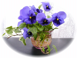 �p���W�[�C�A�C�r�[