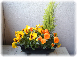 ���F�ƃI�����W�̃p���W�[�ƃS�[���h�N���X�g