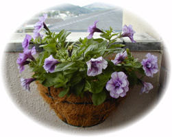 �T�t�B�j�A