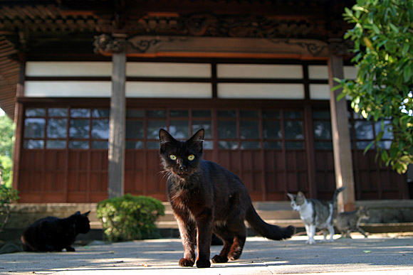 黒猫〜お寺〜