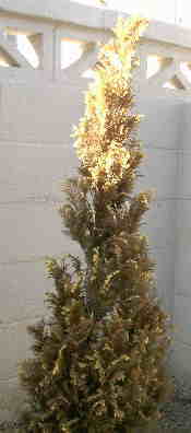 �j�b�R�E�q�o�g��ʐ^��