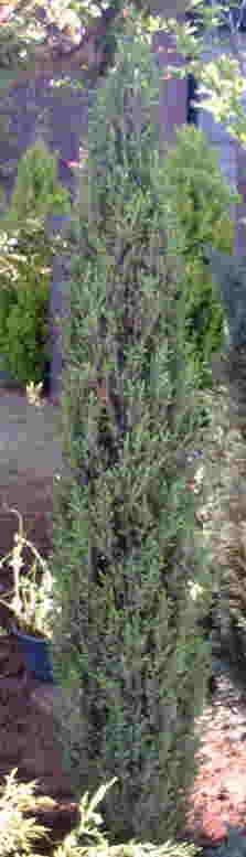 �X�G�V�J�g��ʐ^��