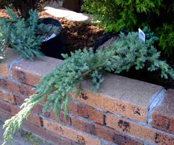 �u���[�J�[�y�b�g�g��ʐ^��