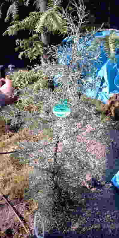 ブルーアイス拡大写真へ