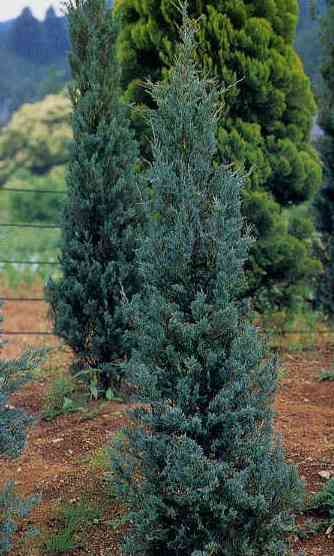 ブルーヘブン拡大写真へ