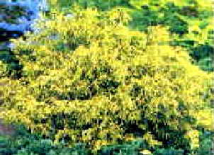 フィリフェラオーレア拡大写真へ