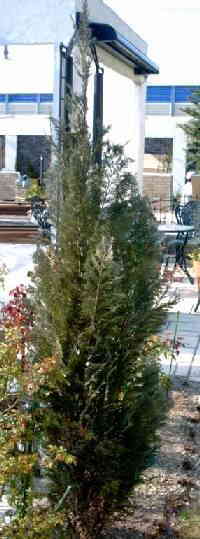 コルムナリス拡大写真へ