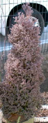 �p�[�v���t�F�U�[�g��ʐ^��