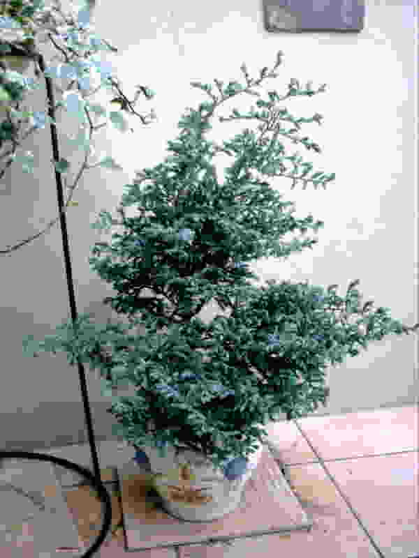 �|�[���o�[�h�g��ʐ^��