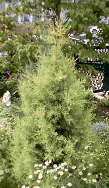 �T���t���A�g��ʐ^��