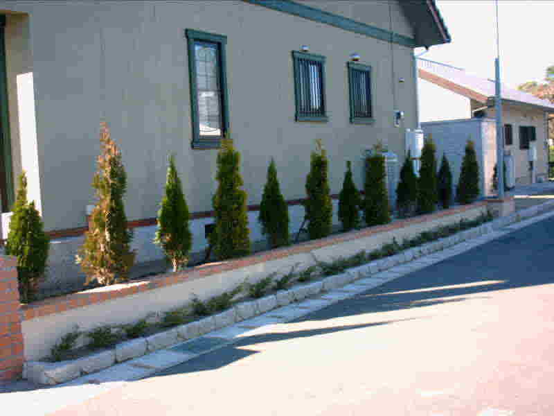 �R�j�t�@�[�̐��_