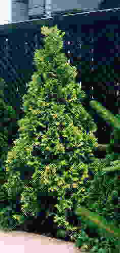 ヨーロッパゴールド拡大写真へ