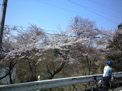 スタート地点の桜