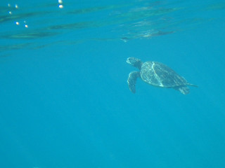 turtle